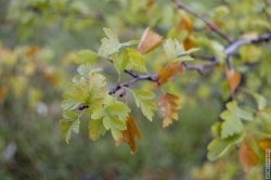 декоративный кустарник