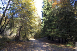 аллея от прудов к дворцу