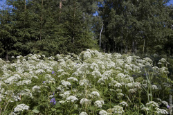 Подмаренник настоящий - кашка