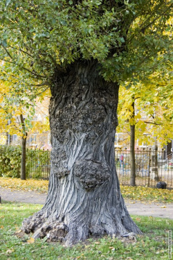 причудливый ствол старого тополя