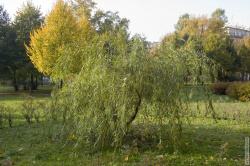 декоративная плакучая ива
