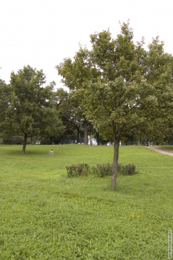 Луг на нижнем ярусе сада