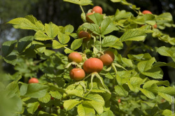 кусты шиповкника в Багратионовском сквере