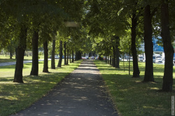 аллея вдоль Пискарёвского проспекта