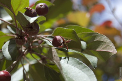 плакучая яблоня