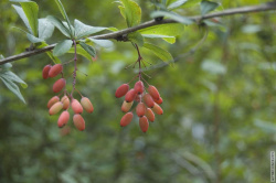 Ягоды барбариса