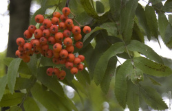 Гроздь рябины