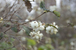 снежноягодник белый