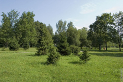 вид на Пионерский парк с проспекта Мечников