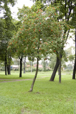 Одинокий куст рябины