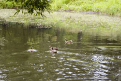 утки в Иорданском пруду