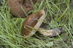 грибы в Изотовском сквере