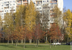 Рябины в саду Бенуа